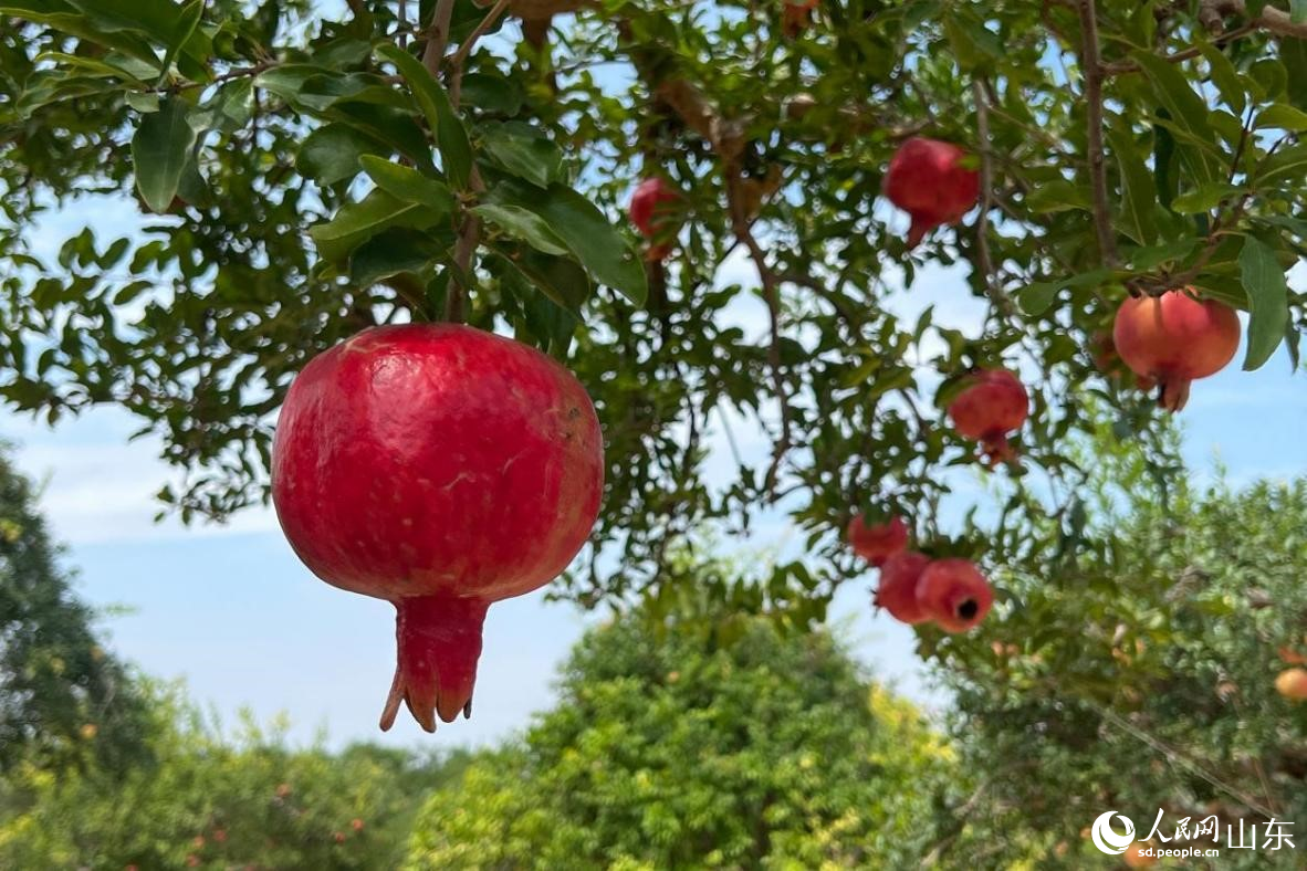 又是一年豐收時(shí)，嶧城冠世榴園內(nèi)紅彤彤的石榴掛滿(mǎn)枝頭。人民網(wǎng)記者 劉祺攝